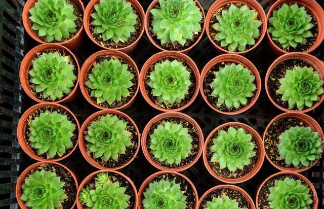 家中植物不开花用营养土可以吗,营养土哪种最好养