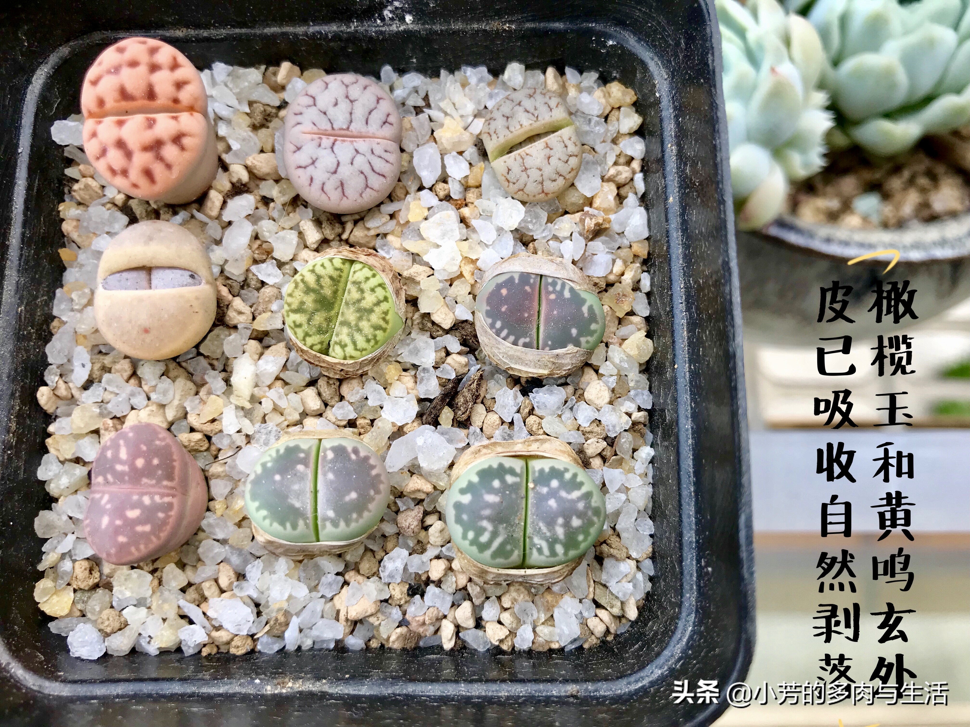 多肉生石花需要修根吗,多肉生石花怎么发根