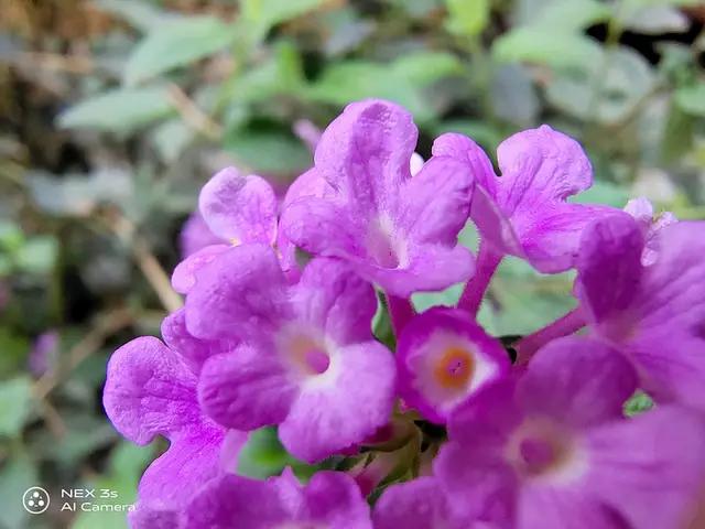 nex3s无界瀑布屏让眼界全面升级,nex3s5g版拍照评测