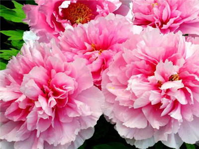 深圳牡丹种植,牡丹种球种植