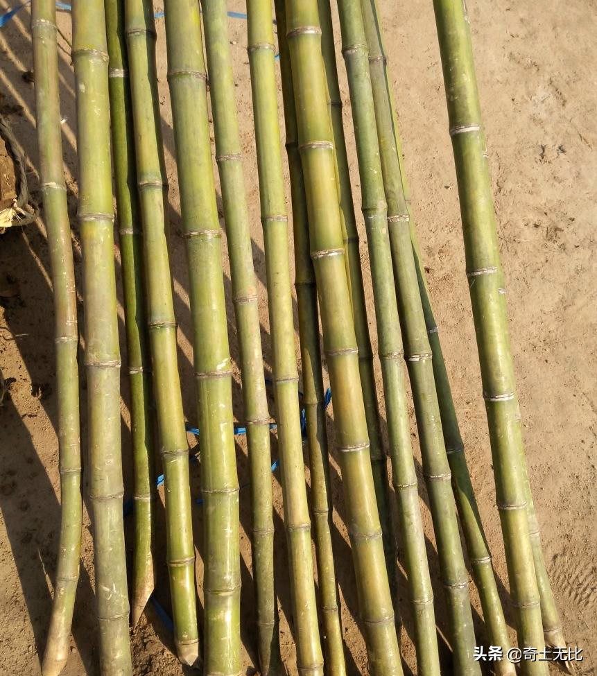 用手抓螃蟹的最佳秘诀,一秒钟学会抓螃蟹的方法