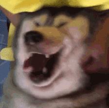 养狗必看,养狗2年多才明白的狗狗冷知识