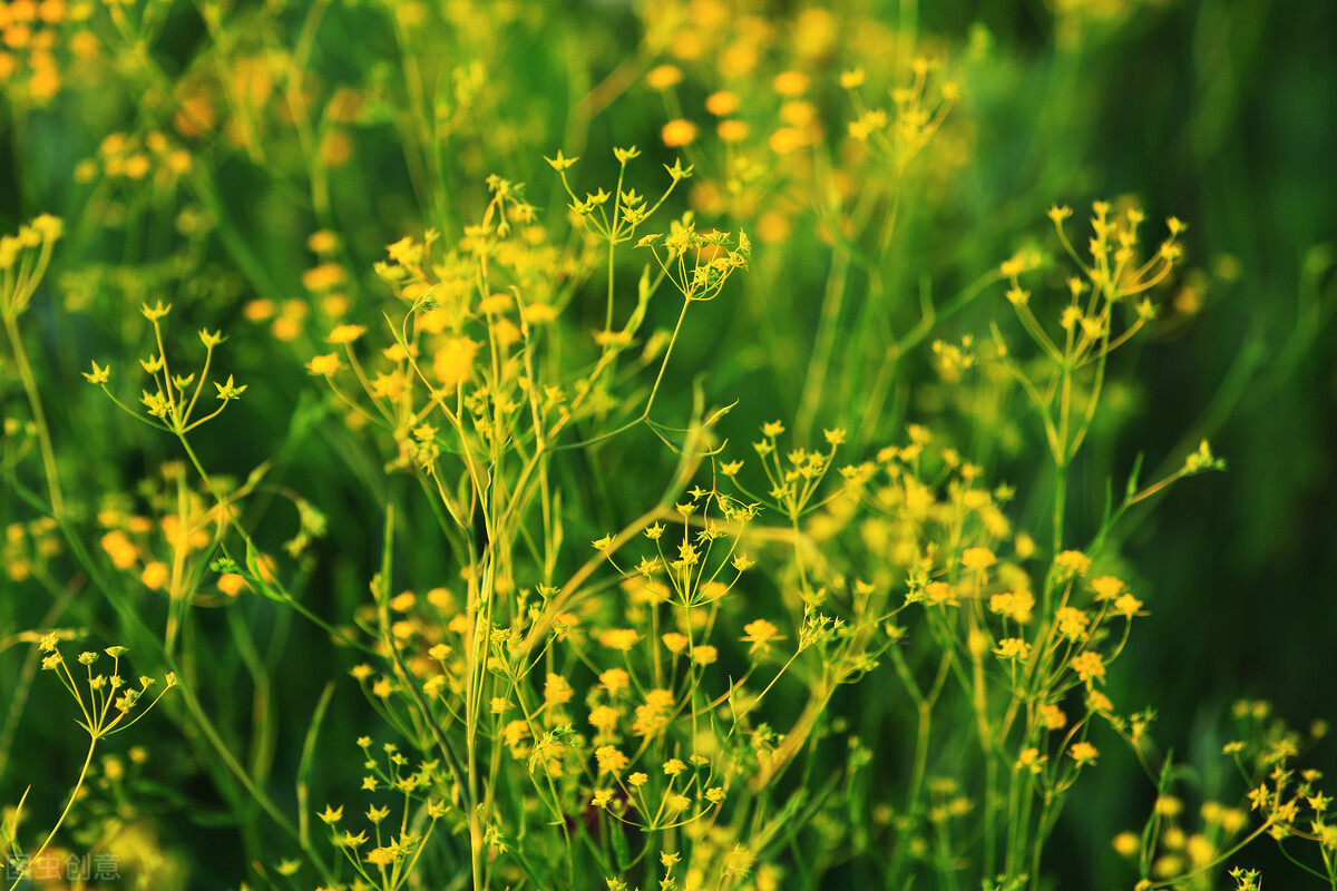 逍遥丸舒肝丸功效与作用,逍遥丸治肝气郁结有作用