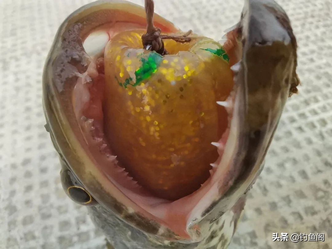 打黑鱼避免脱钩的方法,雷蛙钓黑鱼为什么易脱钩