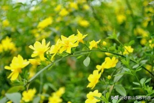 济南春季赏花自驾,济南踏青赏花新模式