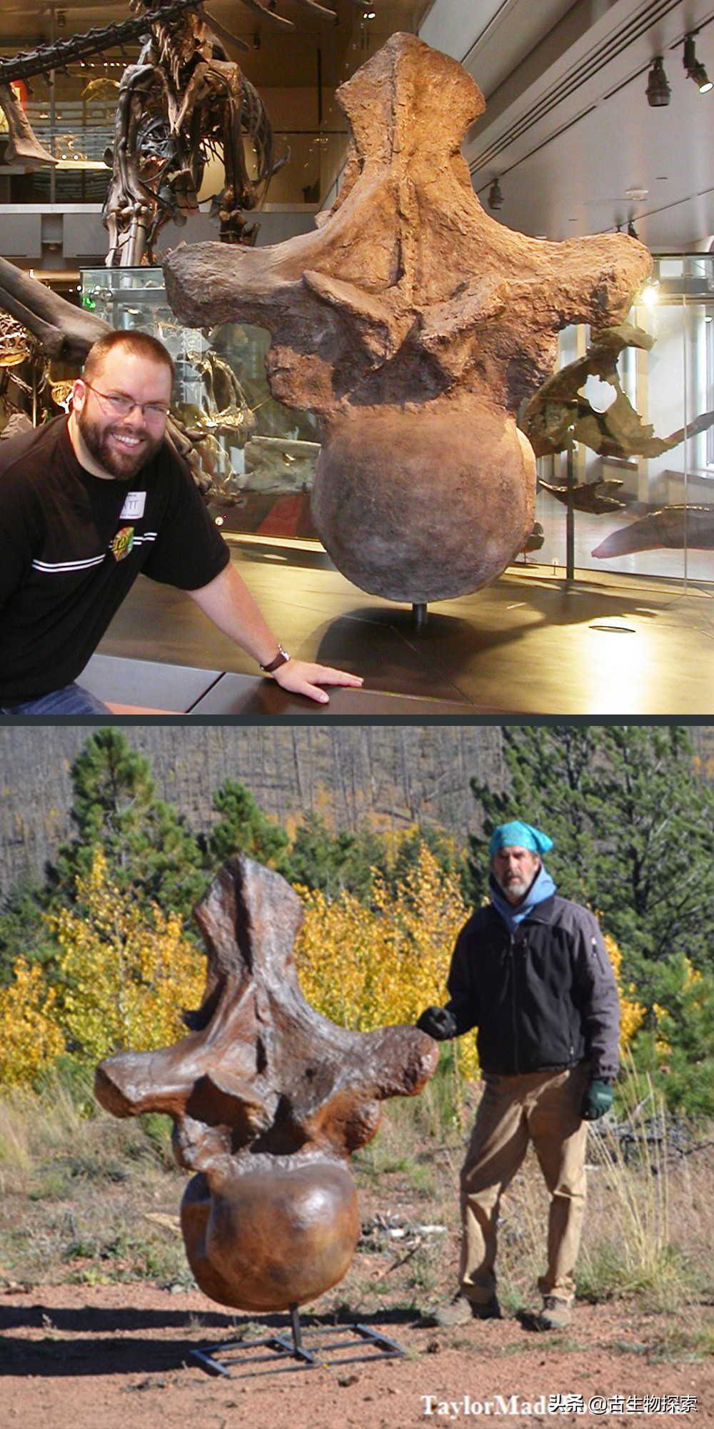 蜥脚类恐龙前十视频,蜥脚类恐龙排名