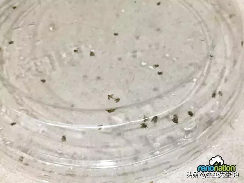 蹲便厕所小飞虫如何彻底消除,怎样消除厕所里的飞虫