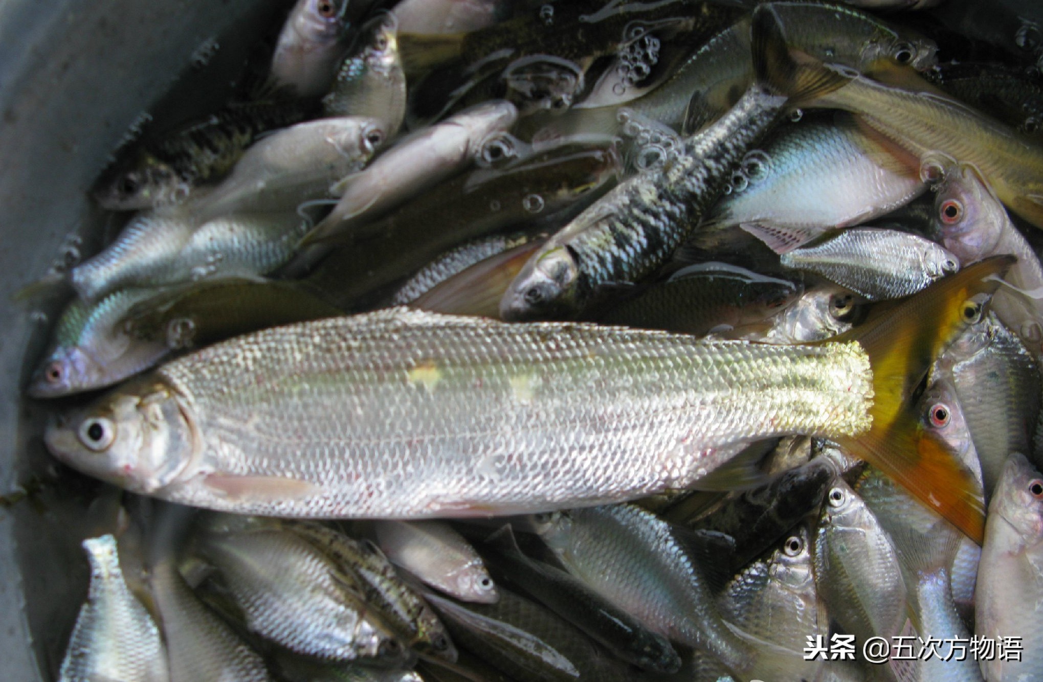 菜市场水产淡水鱼图片,菜市场鱼图鉴
