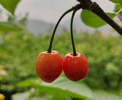 贵阳樱桃红了吗,贵州镇宁樱桃批发价