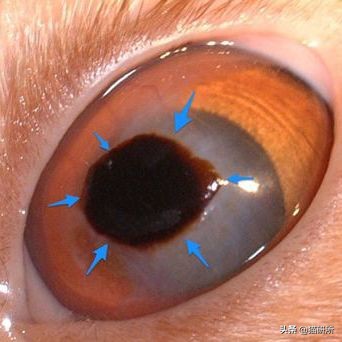 猫咪眼睛发炎的症状图片,猫咪疱疹性角膜炎是什么样的