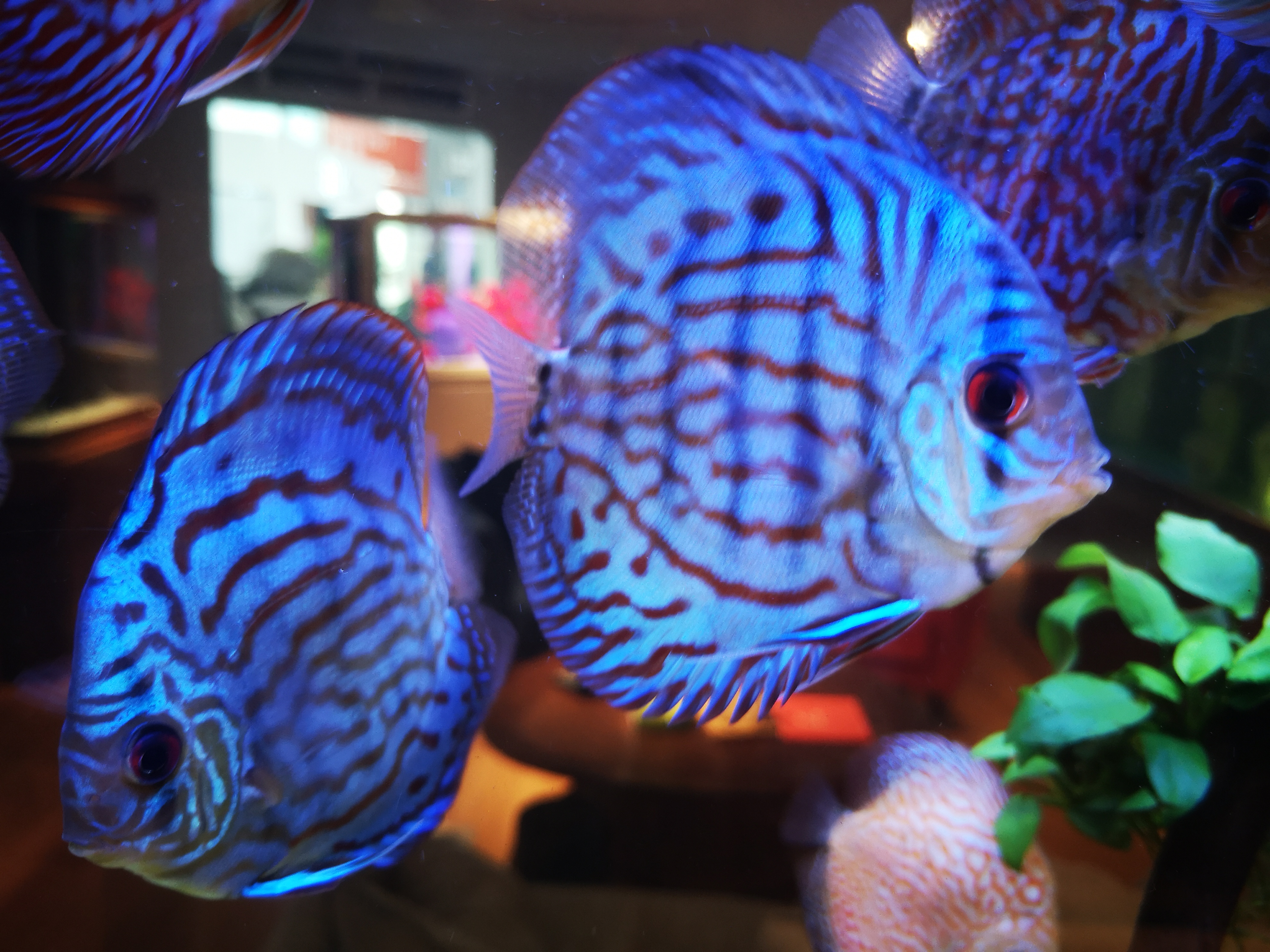 观赏鱼预防疾病用什么药,观赏鱼升温有什么用