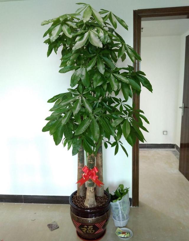 寓意财旺的花,十大吉祥花开图片