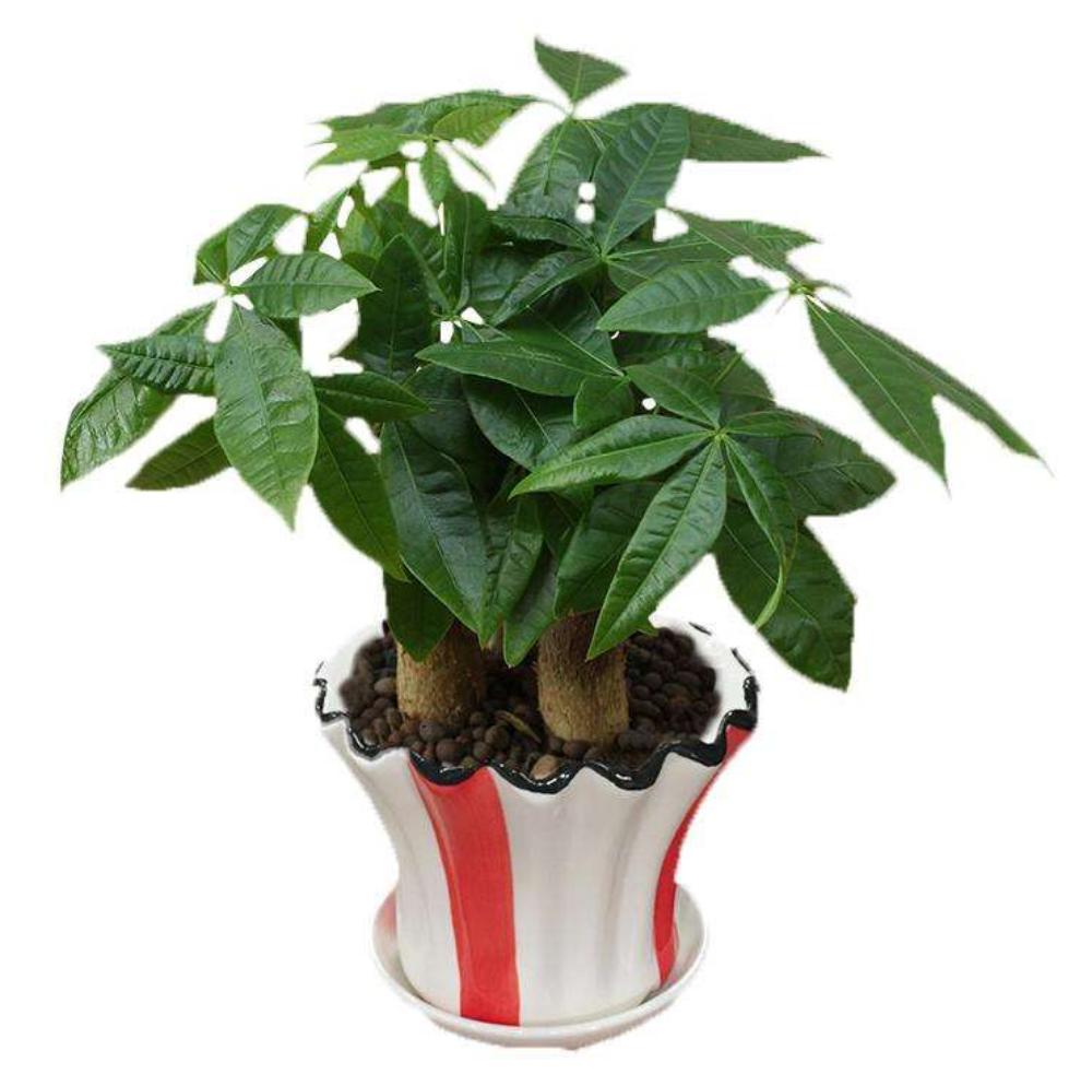 黄豆水浇花，有利也有弊，正确使用，植物长势快，根系壮