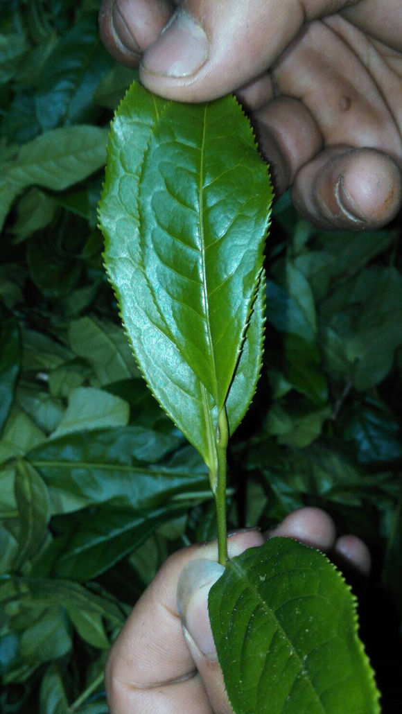 武夷岩茶乌龙茶最好喝的茶,什么样的武夷岩茶最好喝