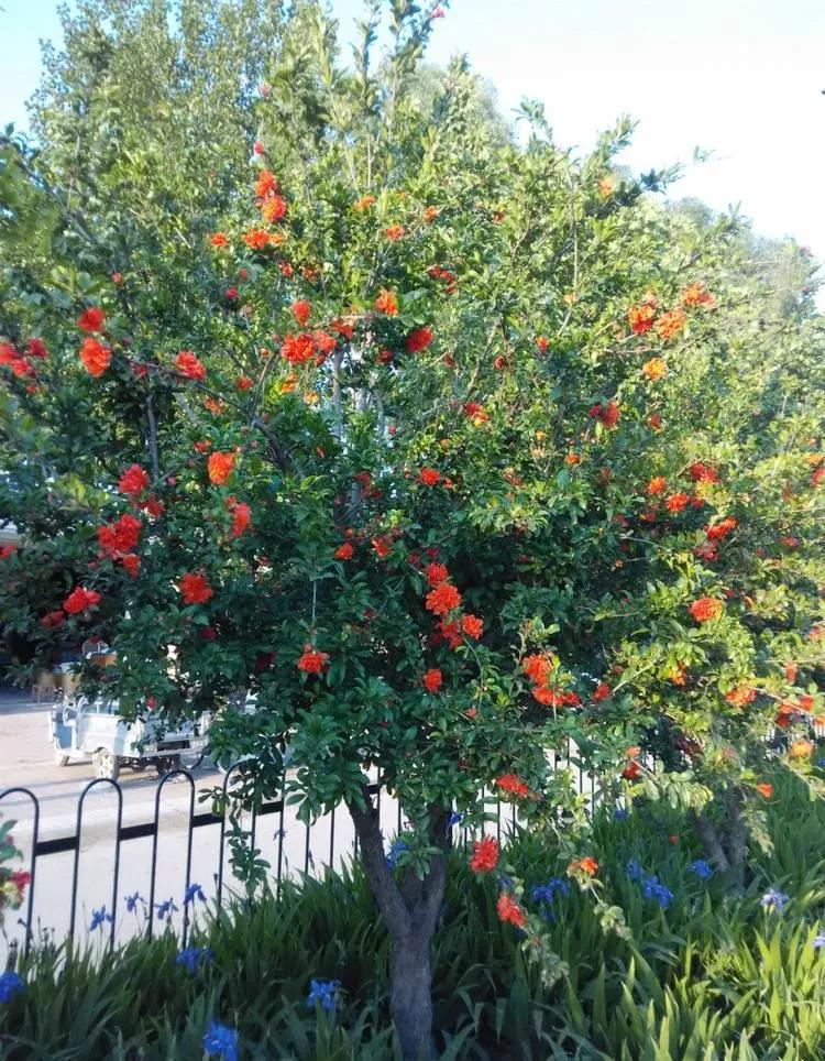 一根枝条插土里怎么生根,下山老桩扦插生根最快方法