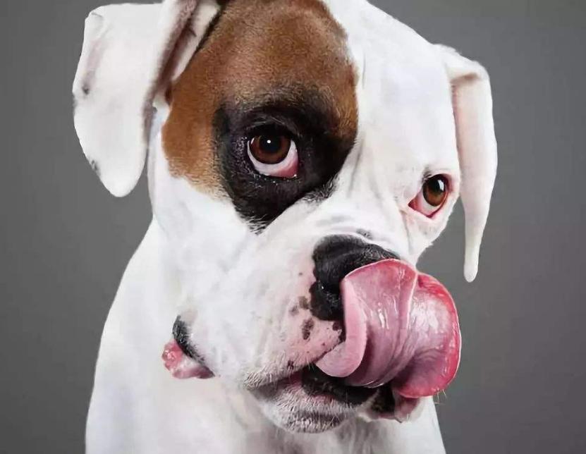 狗狗舔这5个位置，有重要事告诉你，不能忽视了