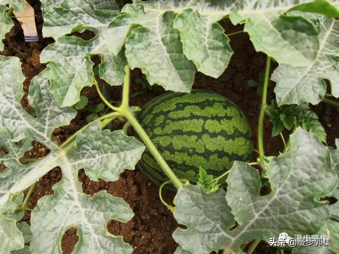 今年哪里的西瓜丰收了,现在的西瓜都成什么样子了