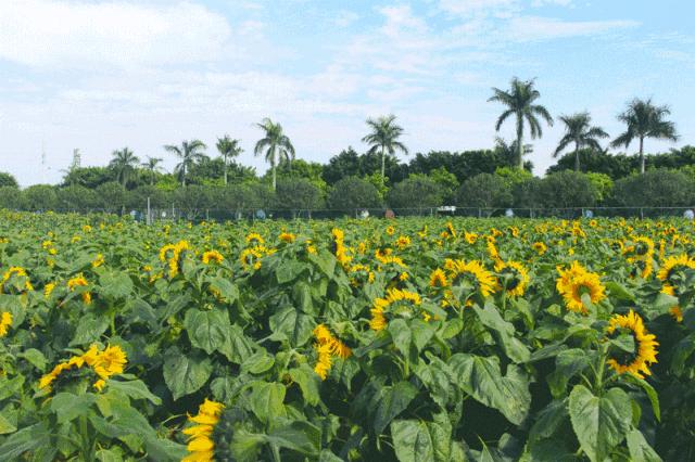 去百万葵园旅游,带小孩去百万葵园玩