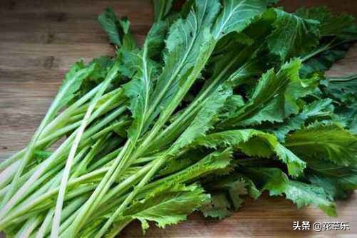 雪菜的腌制方法简单,雪菜自然酸怎么腌