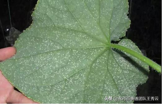 为什么粉瘤不能消除,粉虱的危害和特点