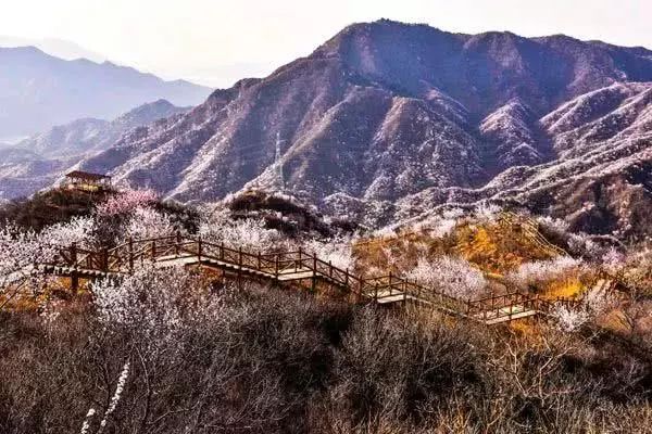 到了京郊这些花开四溢的“仙境”，您简直可以把日子过成诗！