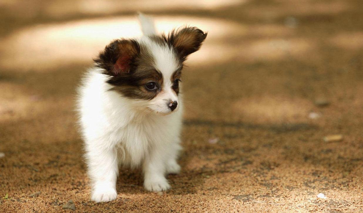 狗狗皮肤有真菌感染给它擦什么药,狗狗皮肤病治疗后皮肤变黑怎么办