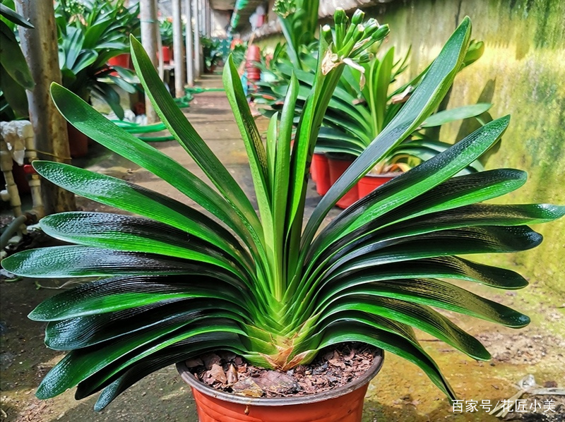 当温度过低或过高会发生什么,当温度到38度时有什么办法