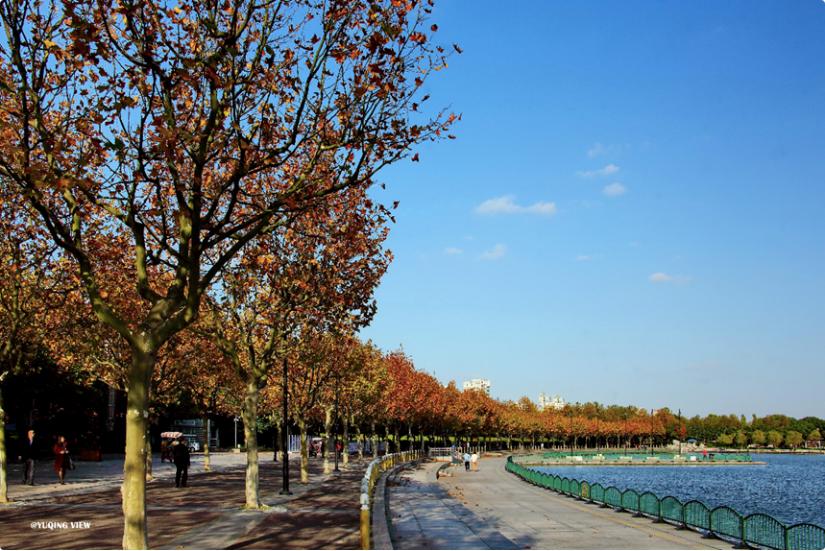 上海最美秋景,上海哪些公园可以拍秋景