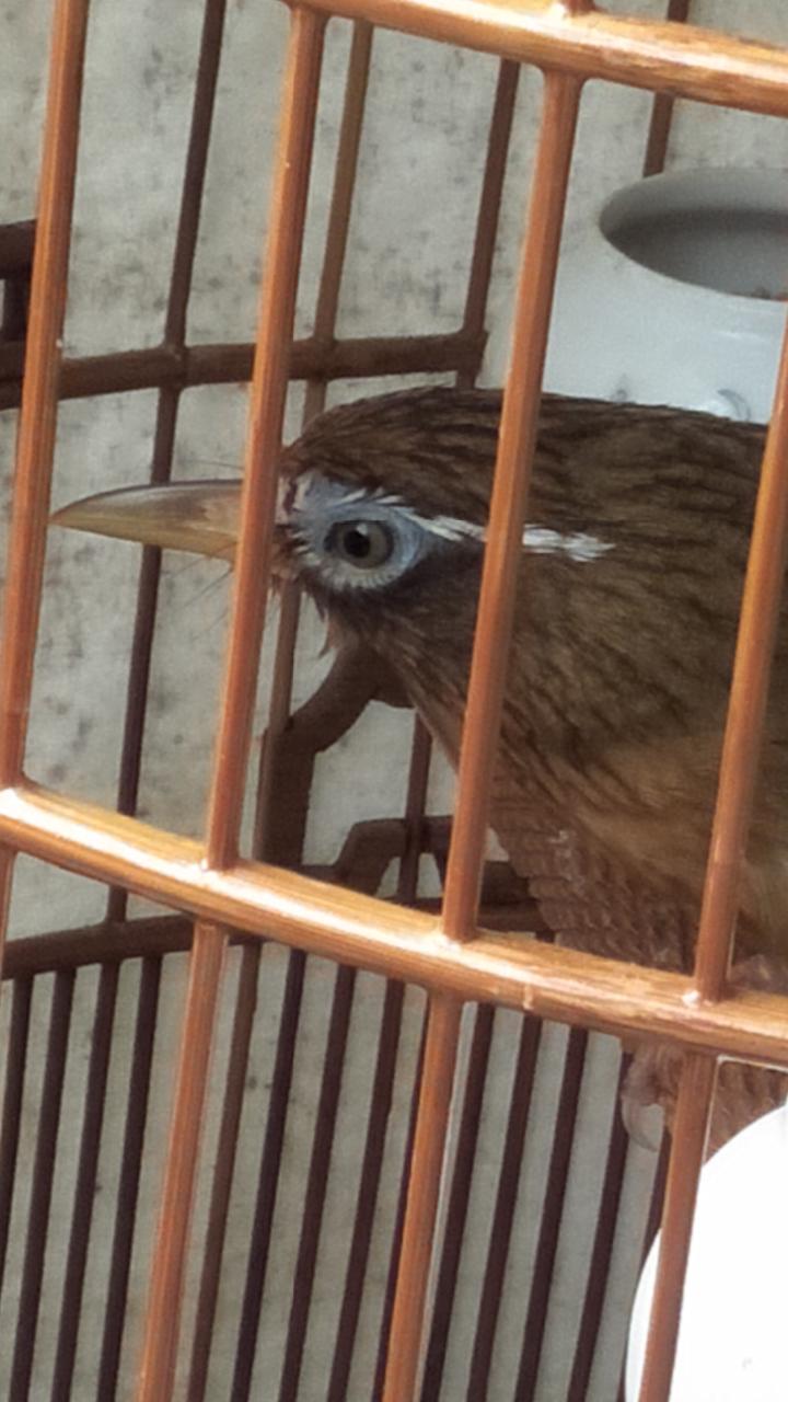 老山画眉鸟好养吗,老山画眉鸟有哪些特征