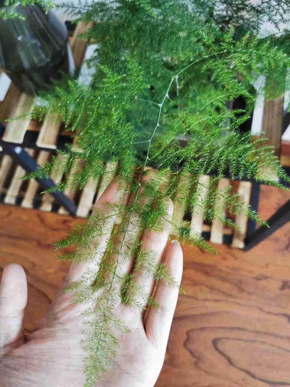 文竹黄叶一定要剪掉，做好“3件事”，新芽不停长，如层层翠云