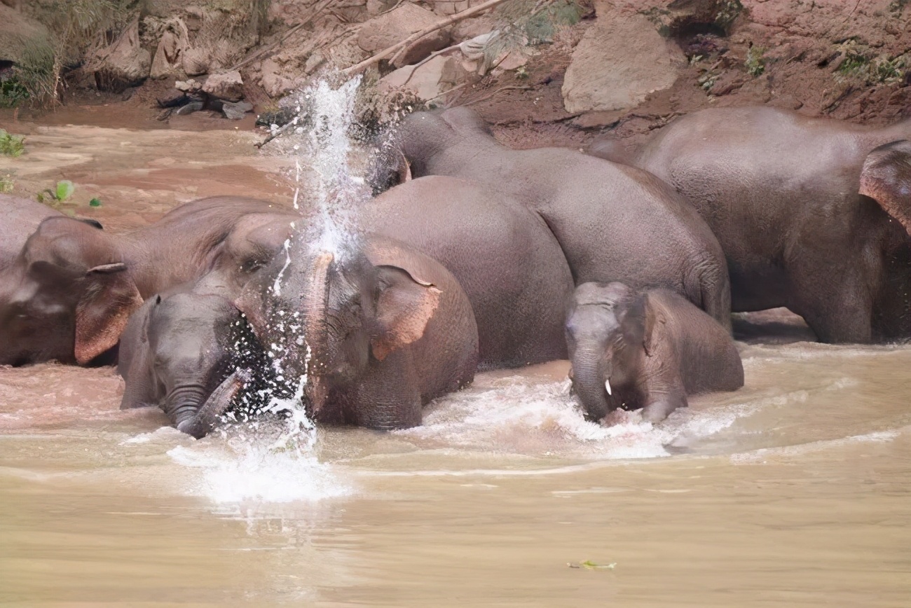 云南象群迁徙事故,云南象群破坏庄稼