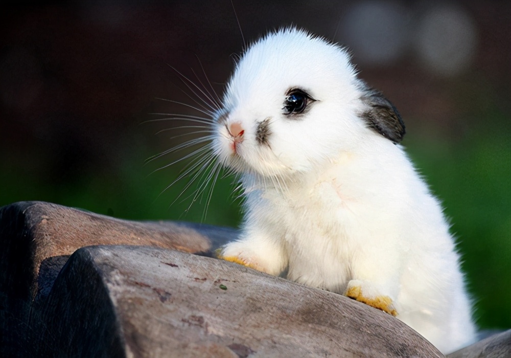 兔子耳朵真菌感染,兔子耳朵真菌感染图片大全