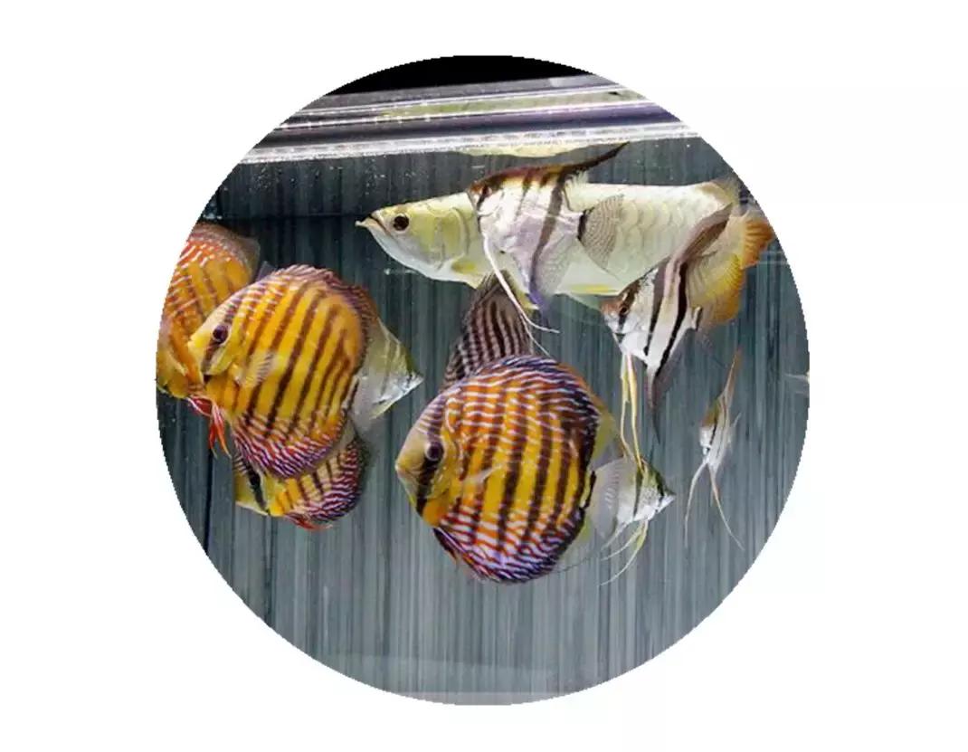 魔鬼刀鱼混养注意事项,鱼龟混养需要注意些什么