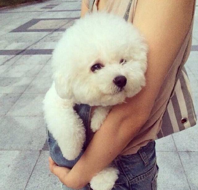 比熊和泰迪最大的区别在哪里,养比熊和泰迪的区别是什么呢图片