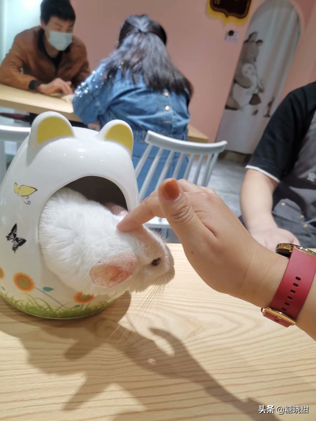 龙猫土拨鼠蜜袋鼯,龙猫真是太可爱了心都要被萌化了