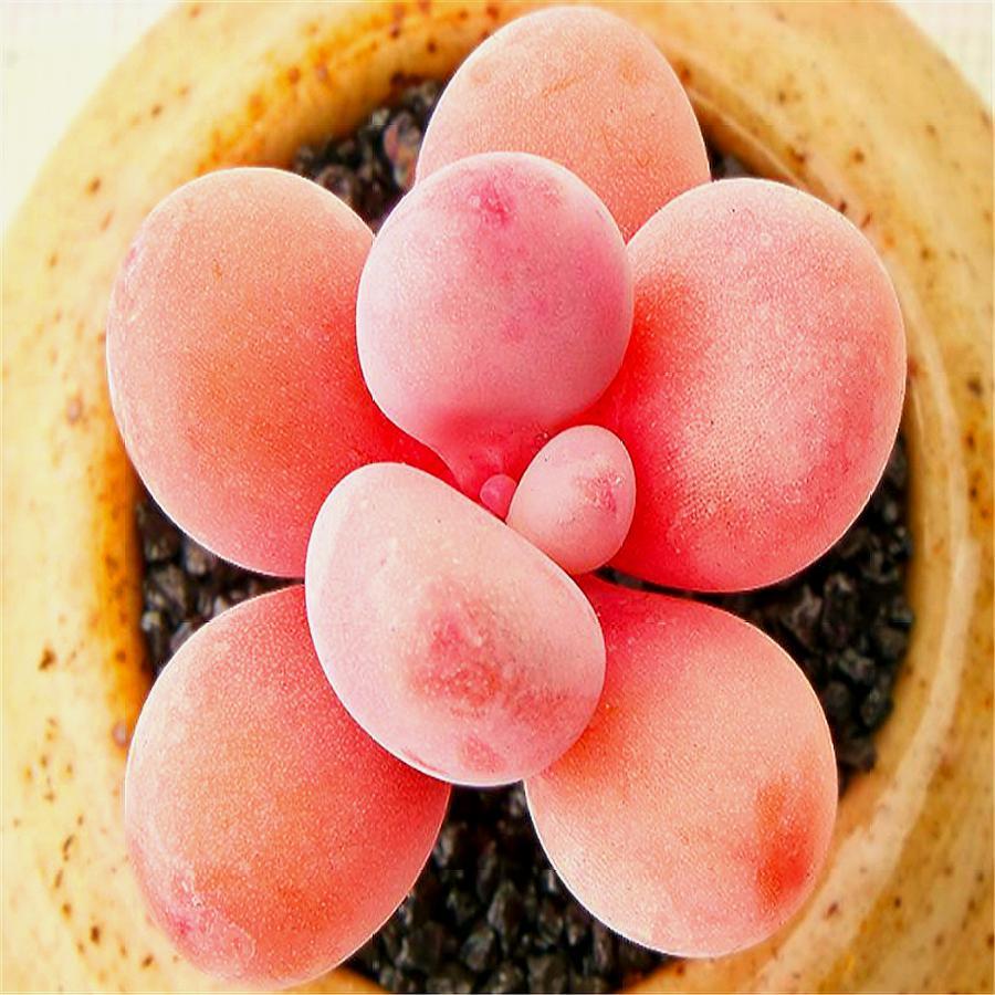 多肉桃蛋的缺点,桃蛋多肉有黑点怎么办