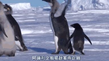 呆萌的企鹅为何被称为黑暗王者,为什么企鹅不择手段