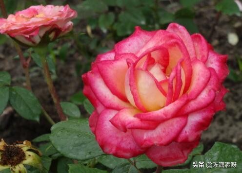 中国月季红色浓香,13种中国红月季让你美个爆