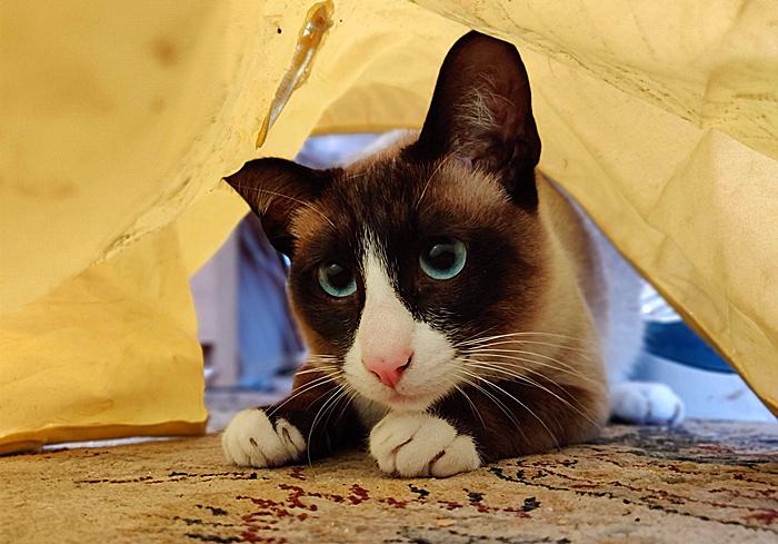 猫咪尿频治疗视频,猫咪尿频治疗药