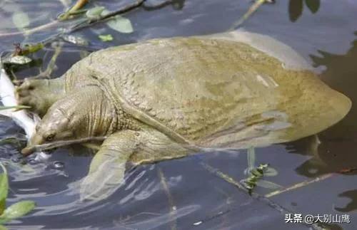 甲鱼好吃最简单的做法,甲鱼怎么样不腥
