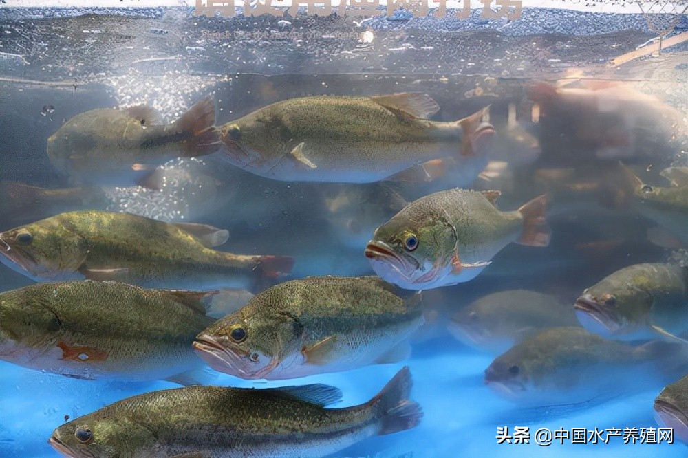 盒马鲜生合肥首家,盒马鲜生入驻肥东