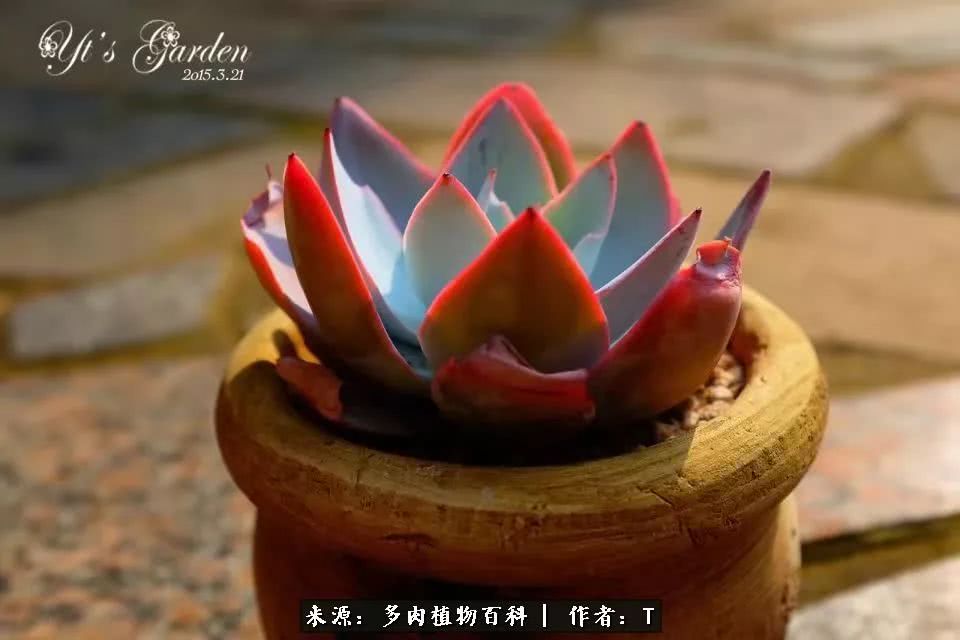 多肉还可以这样玩(上):八年养肉路剪影!