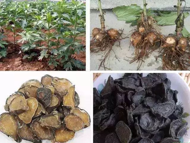 中药要炮制的原因,中药不经炮制是否有疗效