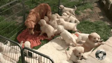 网友让金毛带25只娃，它却想了个馊主意，狗：想累死我呢？