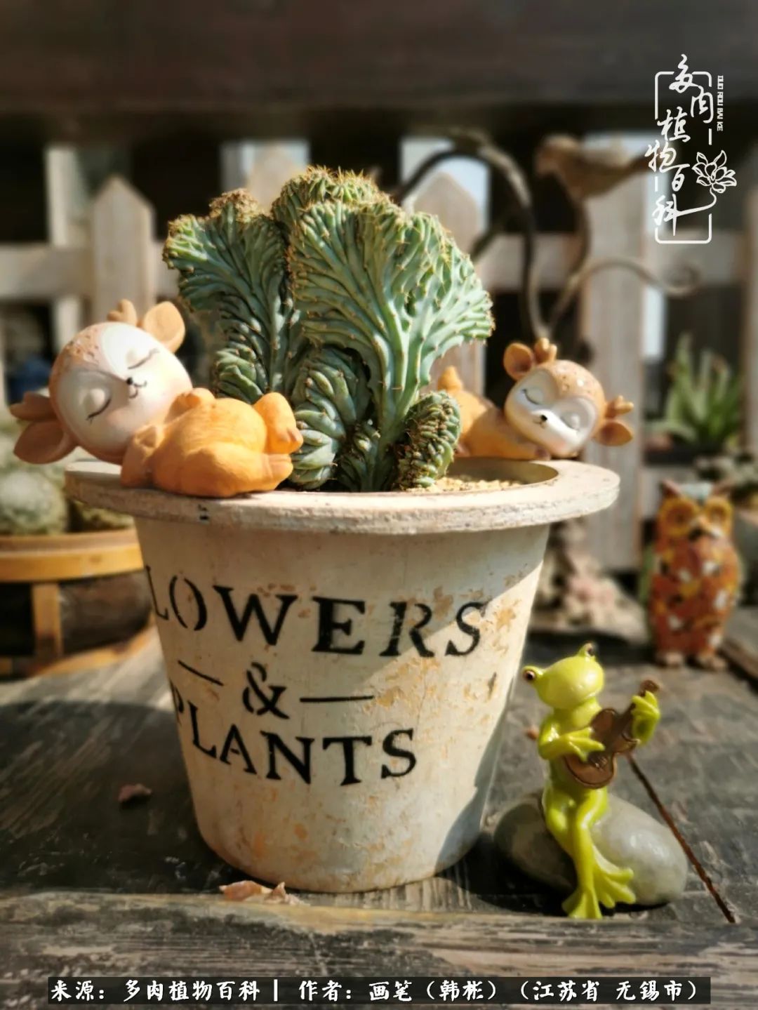 阳台多肉花园简直美翻了,适合男生养的多肉