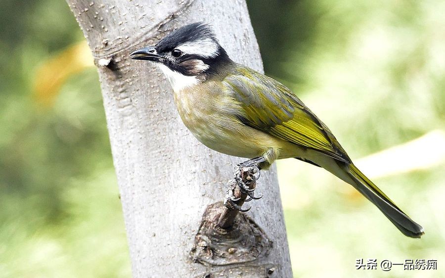 鸟类名字生僻字,带有鸟字的生僻字