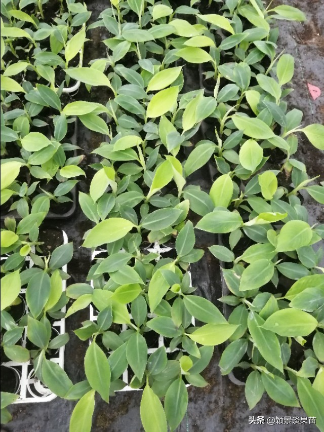 广西平果香蕉苗,香蕉苗品种图片大全