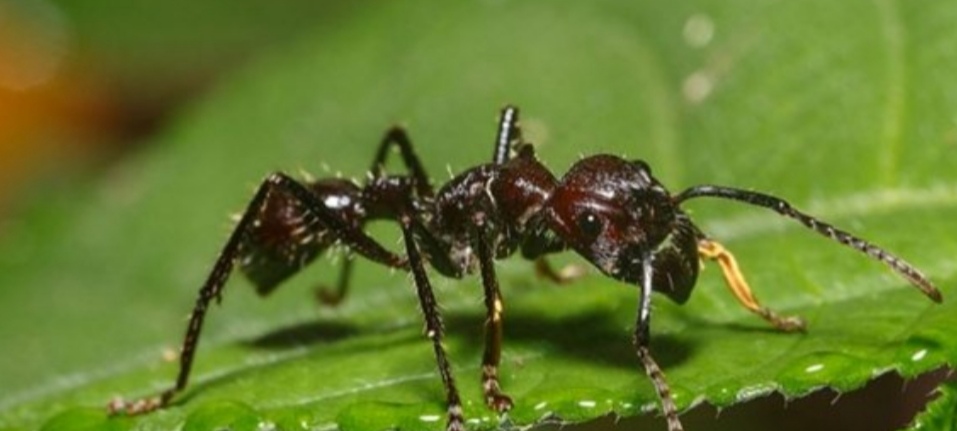 亚马逊丛林有什么危险的东西,亚马逊丛林究竟多可怕
