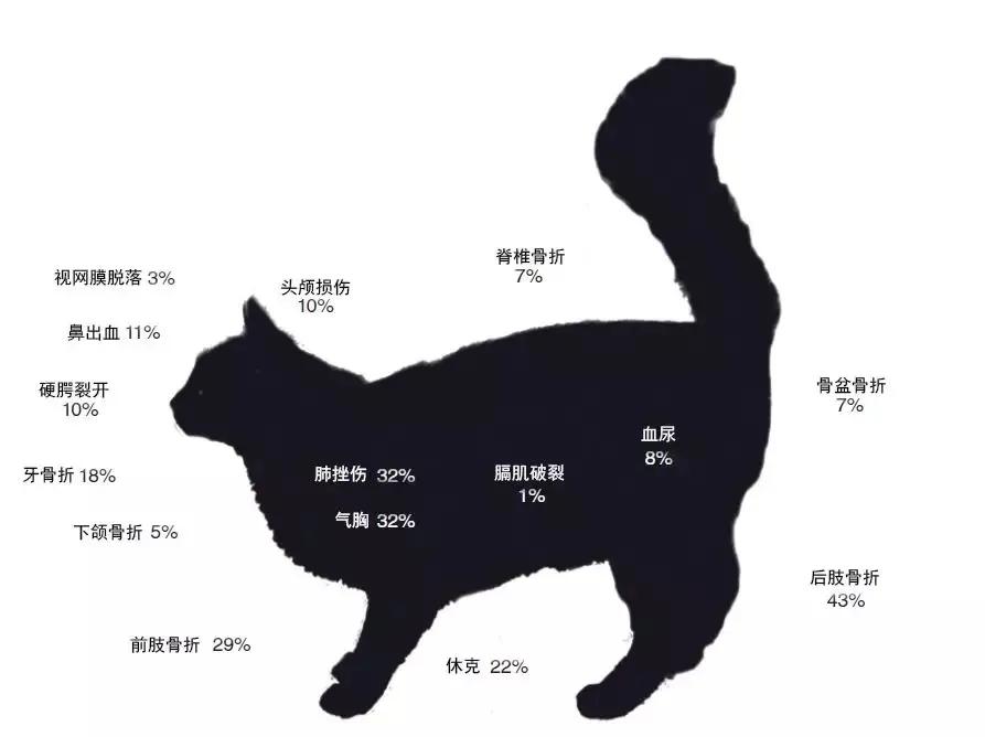 猫跳楼摔不死,猫咪跳楼真的摔不死吗