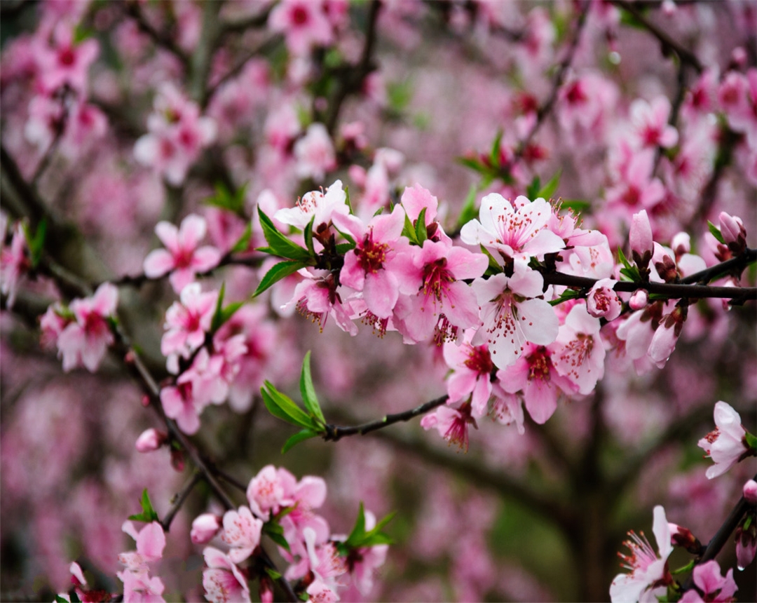 盆栽桃花养殖方法,桃花盆栽怎么养